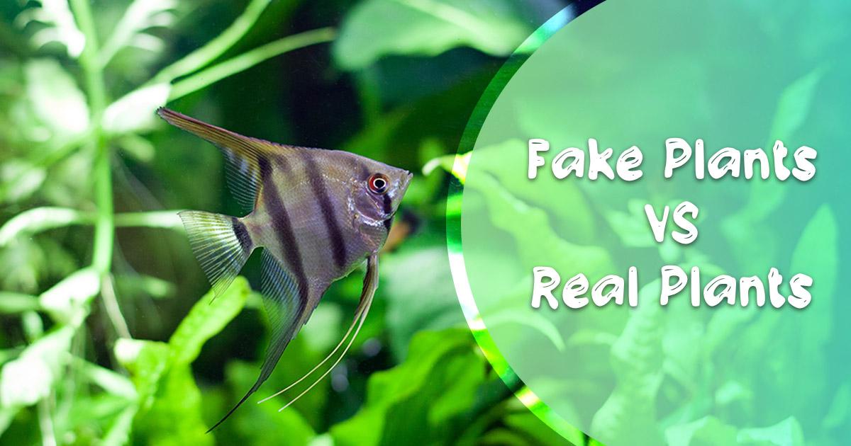 Pros and Cons of Live vs. Fake Plants in an Aquarium