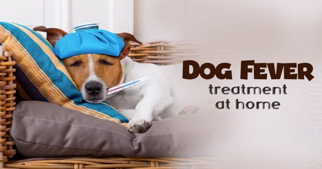dog fever treatment at home