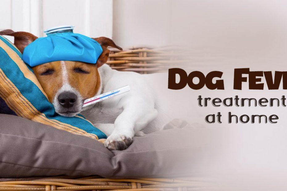 dog fever treatment at home