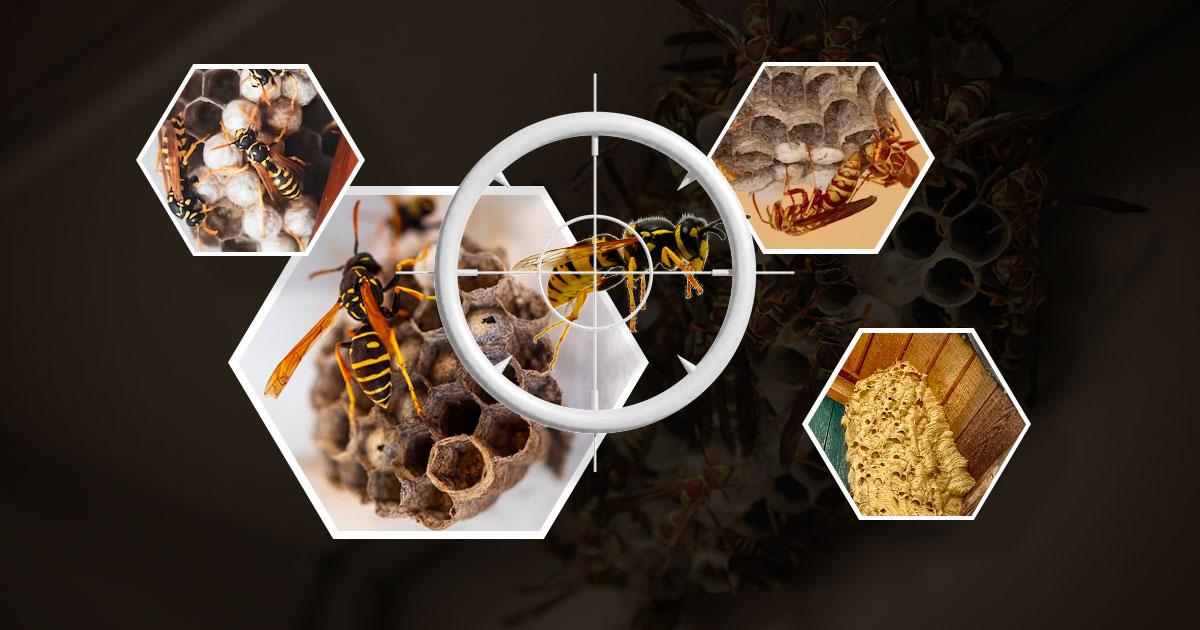 Wasp Nest Removal Cost Guide