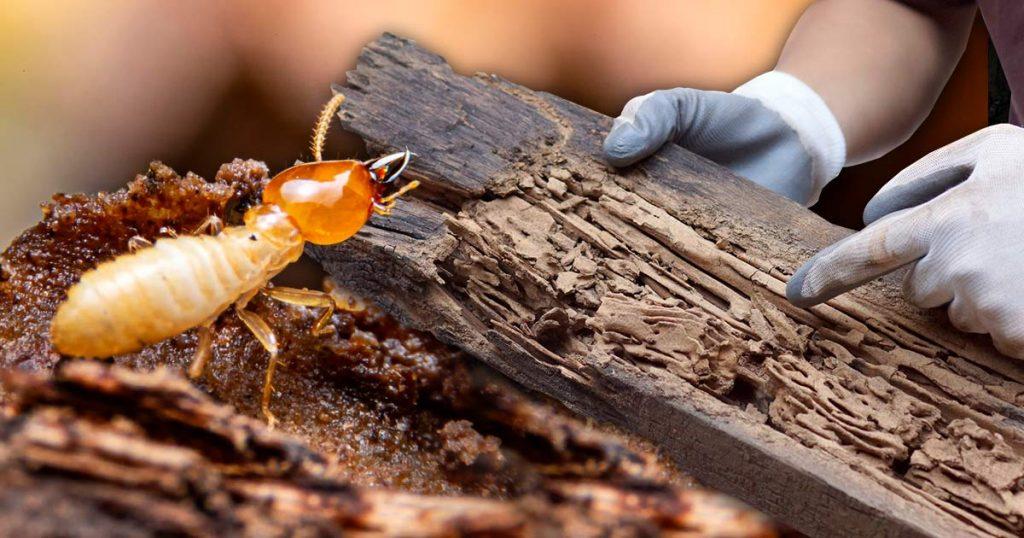 what is a termite bond