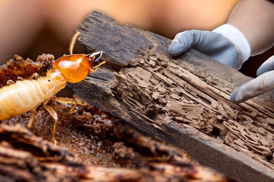 what is a termite bond