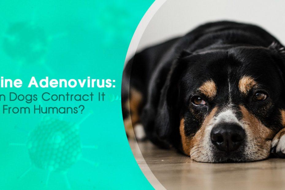 canine adenovirus