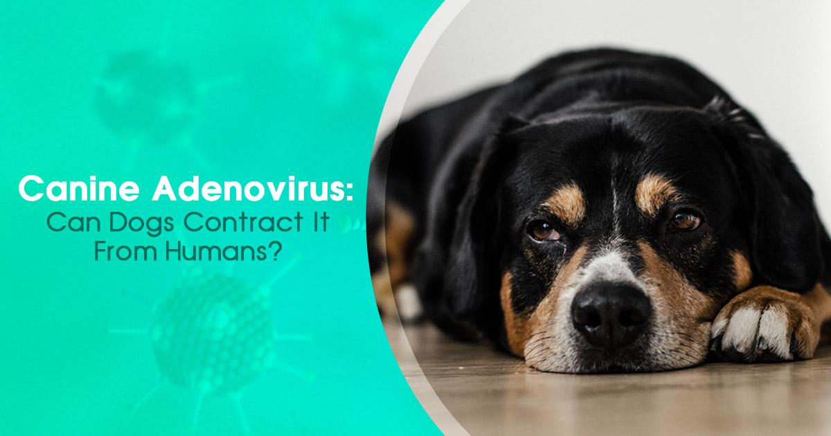 Adenovirus in Dogs: Impact and Management for Canine Health