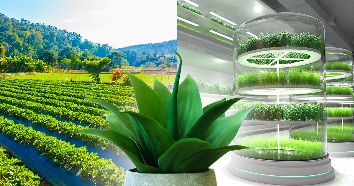 LED Grow Light vs. Sunlight Which is Better for Growing Plants?