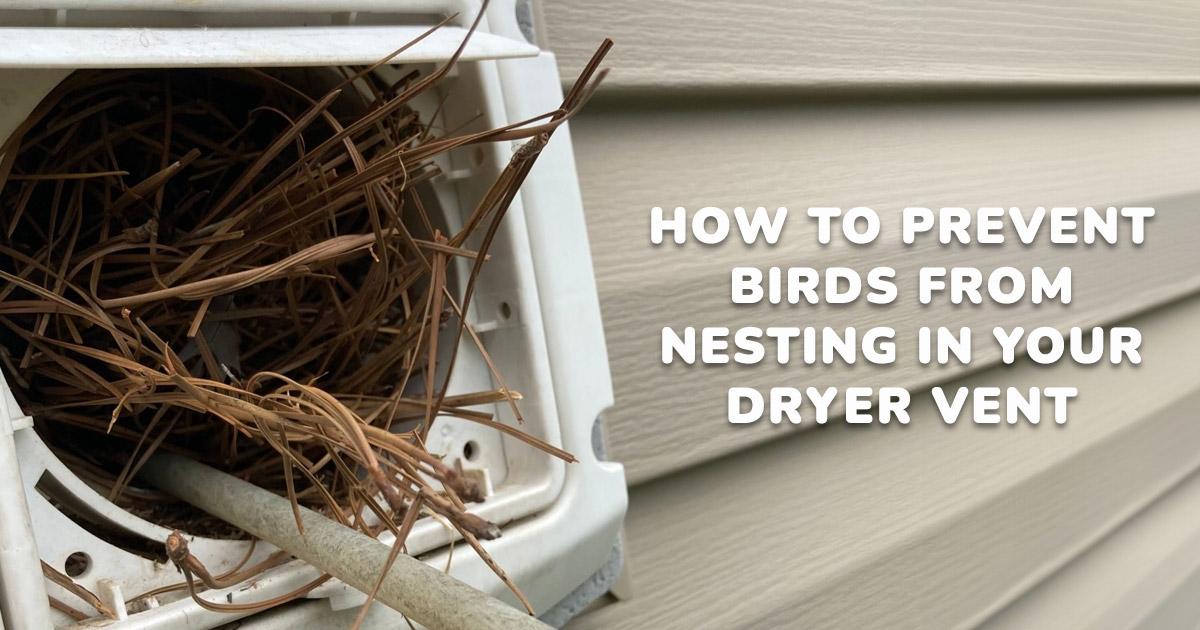 Keep Birds Out of Your Dryer Vent Safely