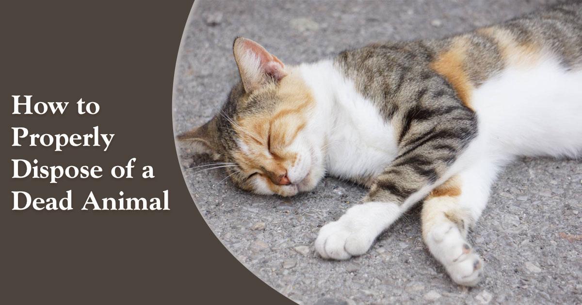 StepbyStep Guide to Safely Getting Rid of Dead Animals