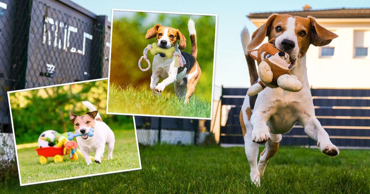 7 Ways to Get Your Dog to Play with Toys